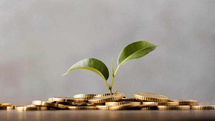 Plan growing from gold coins